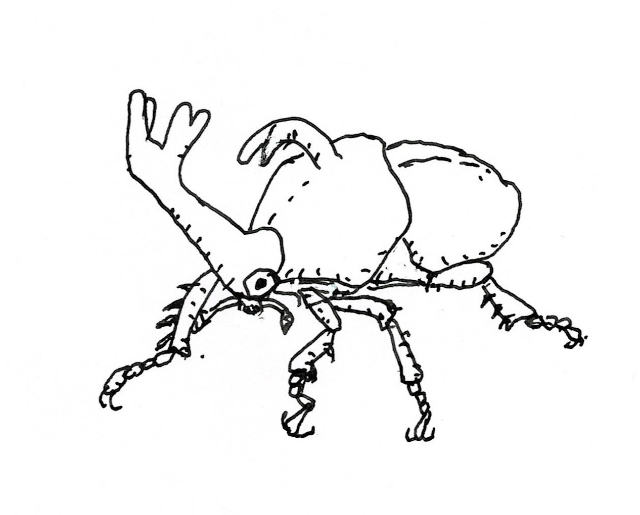 カブトムシ